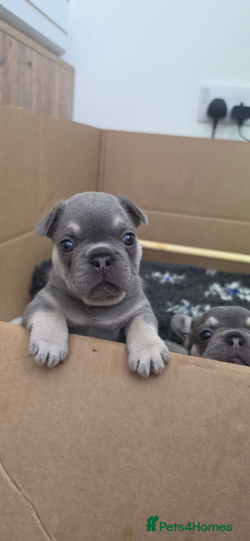 French Bulldog dogs 2 Male Lilac & fawn French Bulldogs - Advert 17