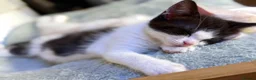 Mixed Breed cats for sale: 3 beautiful kittens ready to leave  - Advert 15