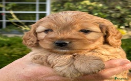 Cockapoo dogs for sale: F1b Toy Cockapoos 5⭐️ Licensed Breeder DNA Clear - Image 4