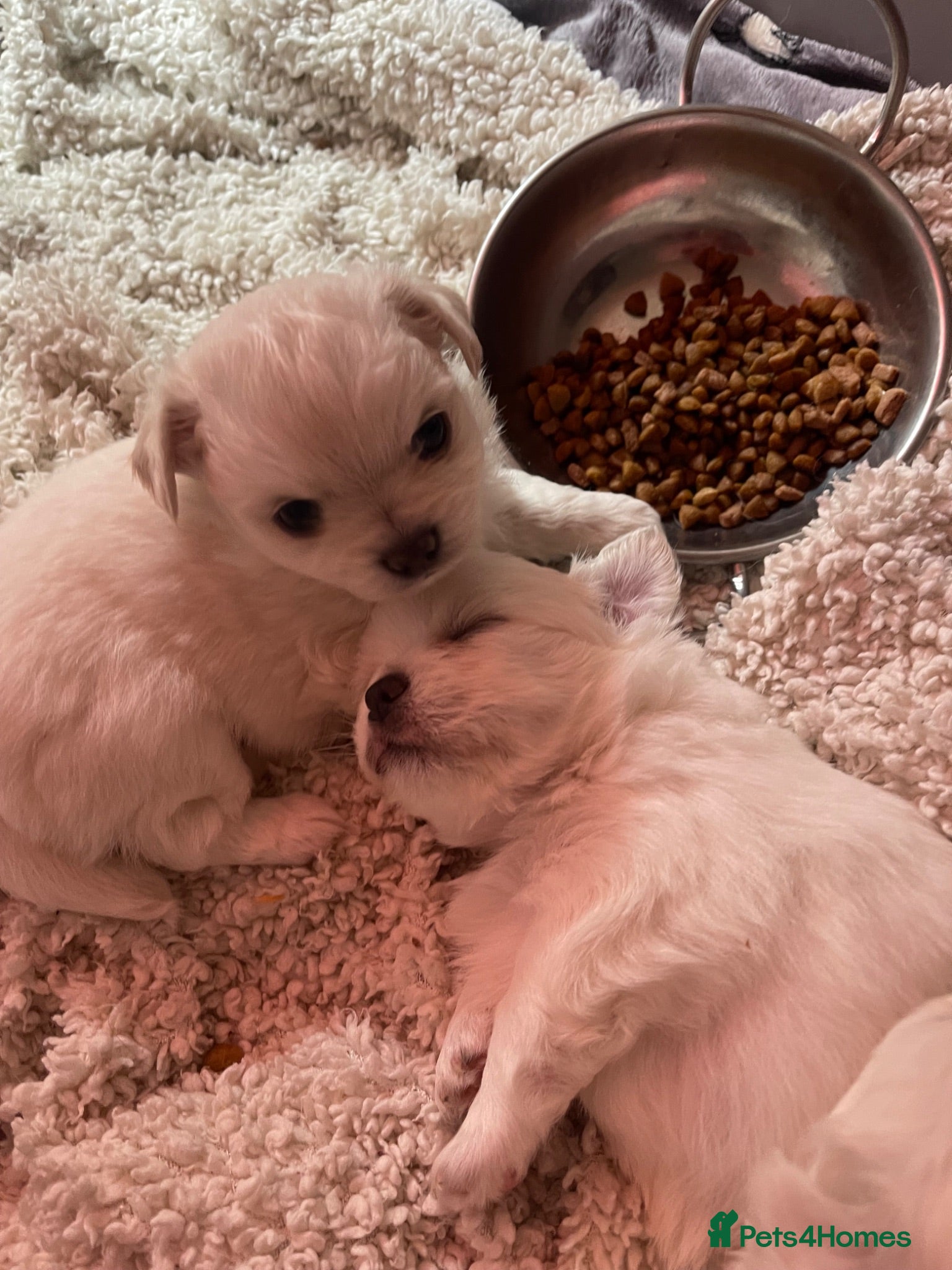 Chihuahua dogs 4 white long coat pups  - Advert 5