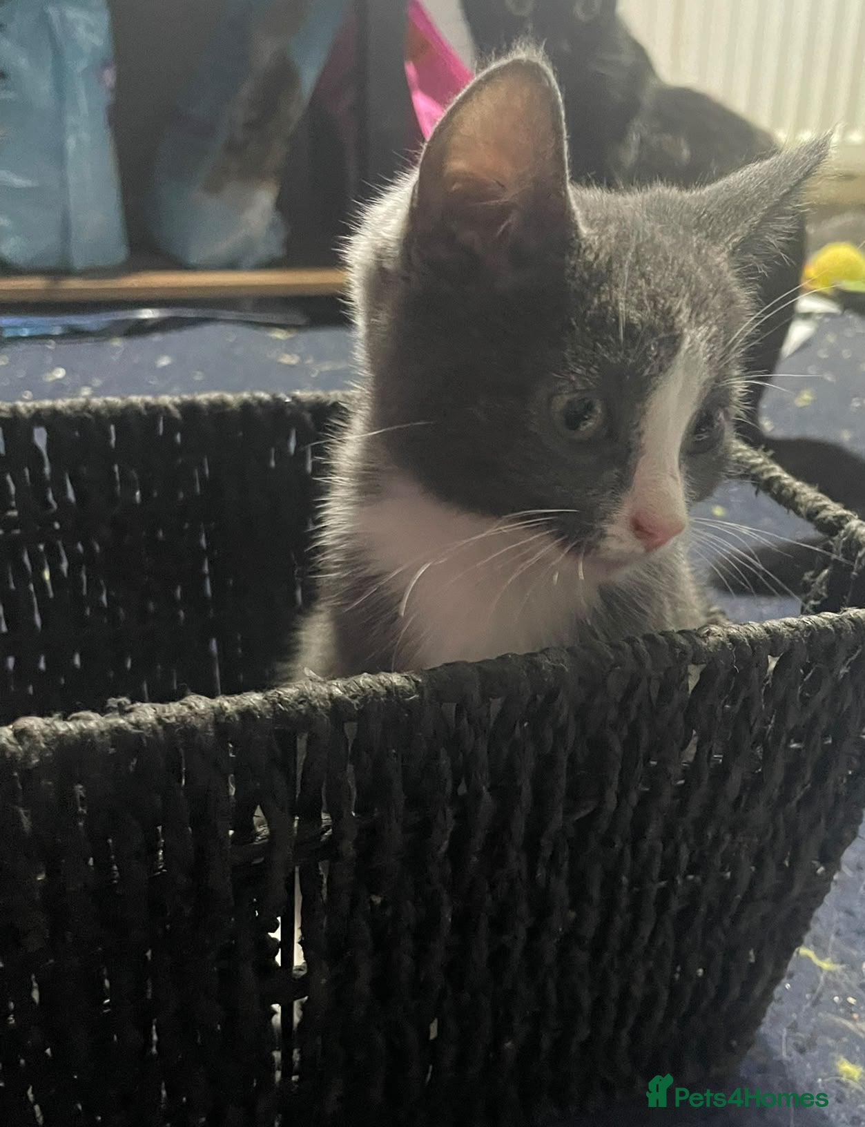 Mixed Breed cats British shorthair cross kittens - Advert 1