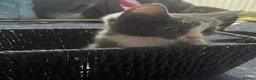 Mixed Breed cats for sale: British shorthair cross kittens in Alfreton - Advert 1