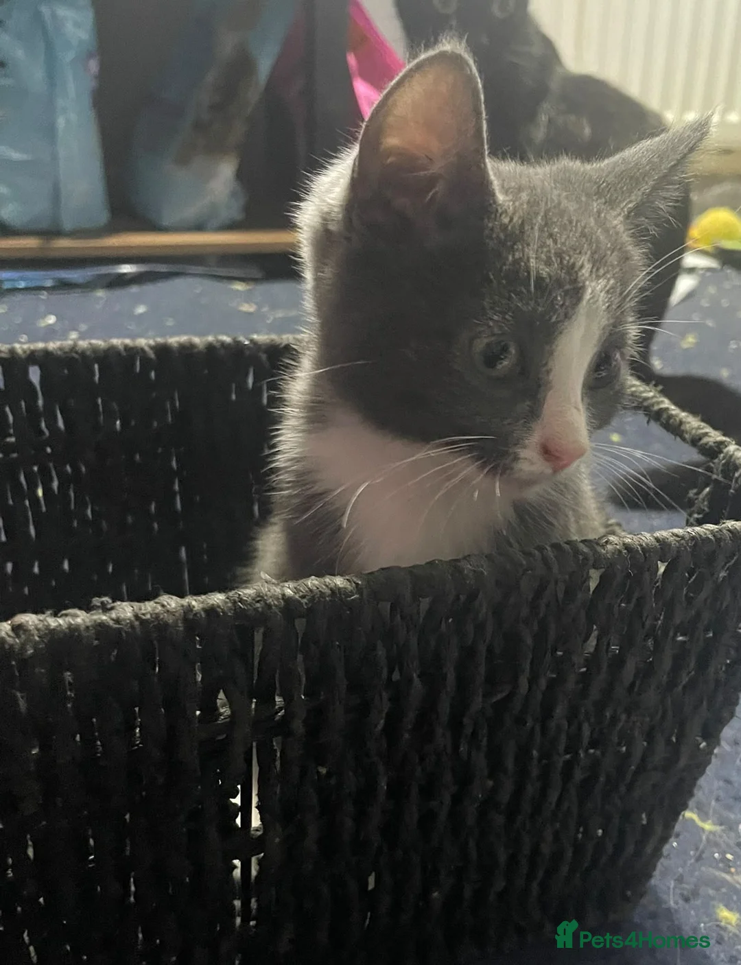 Mixed Breed cats for sale: British shorthair cross kittens in Alfreton - Advert 1