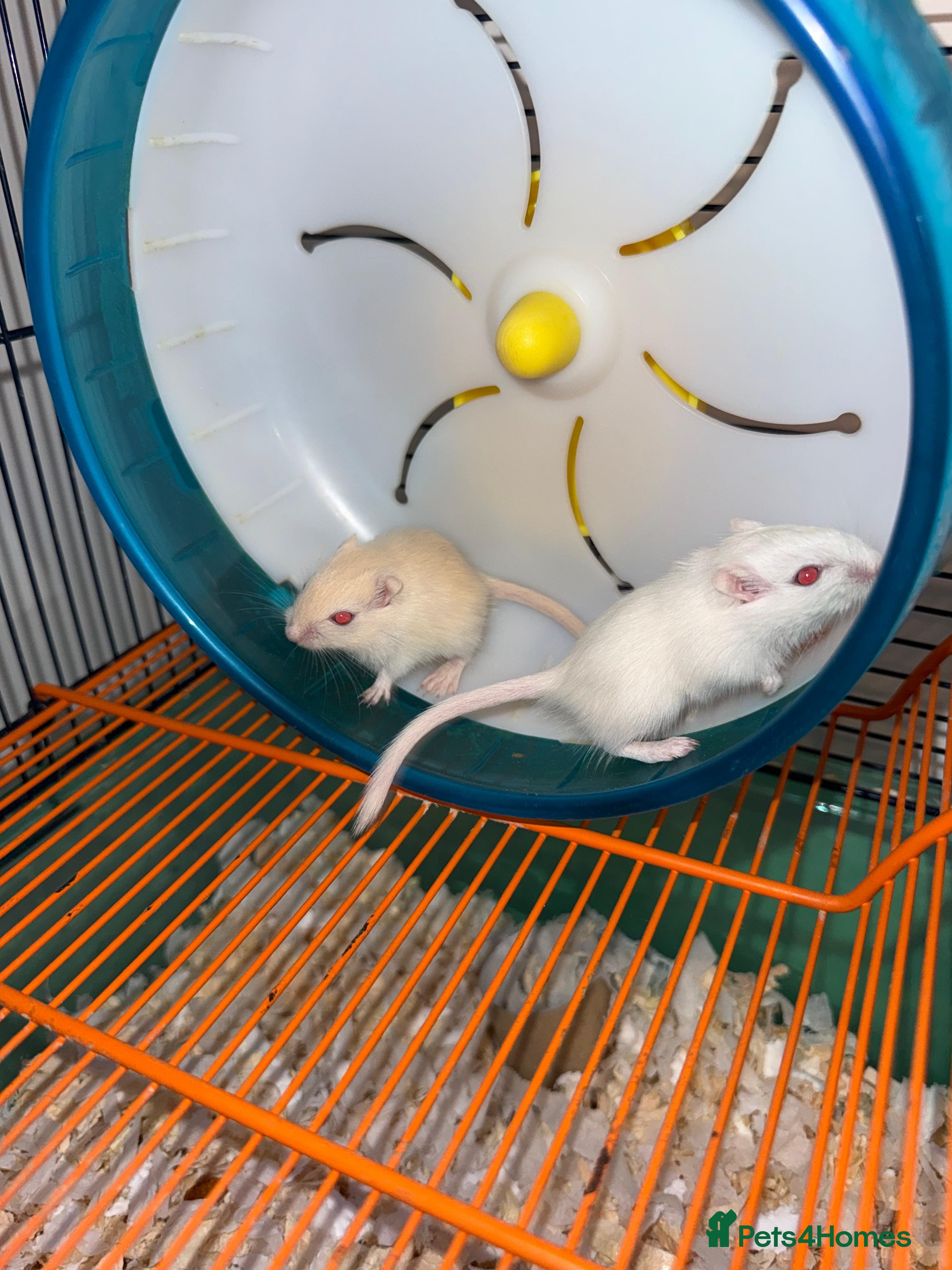 Gerbil rodents 4 x gerbils  in Christchurch - Advert 1