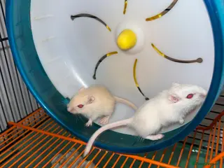 Gerbil rodents 4 x gerbils in Christchurch - Advert 1