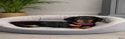 Miniature Dachshund dogs for sale: Beautiful Flo  - Advert 2