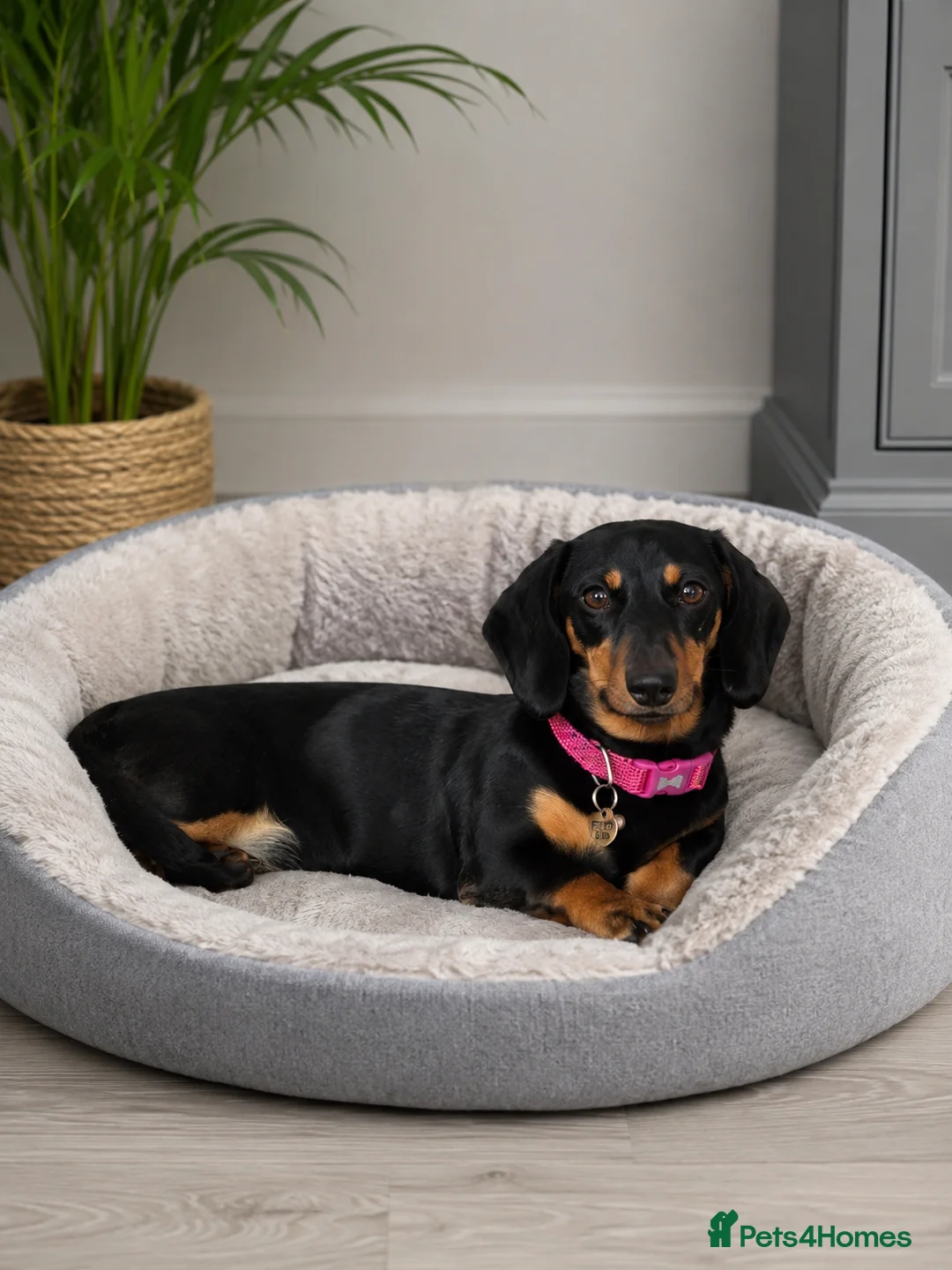 Miniature Dachshund dogs for sale: Beautiful Flo  - Advert 2