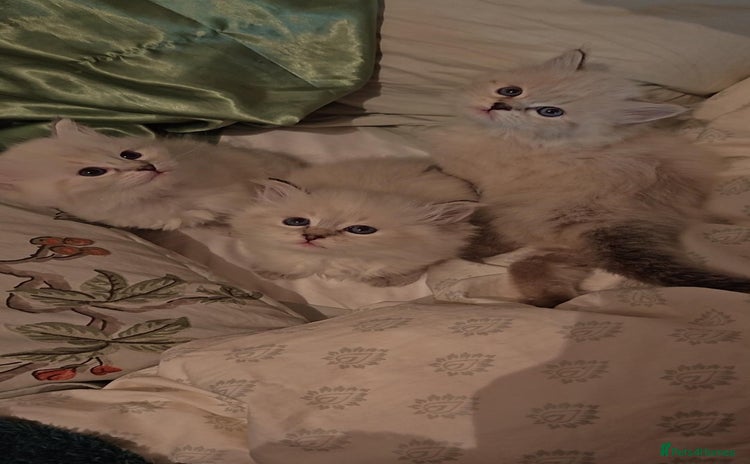 Siberian cats - Advert 13