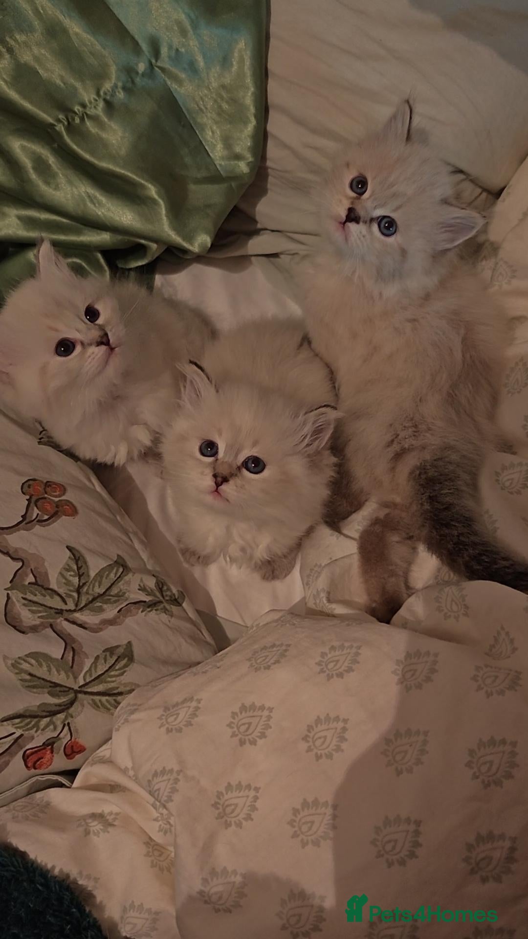 Siberian cats for sale: GCCF +TICA parents - Image 1