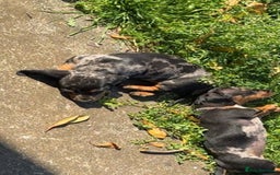 Miniature Dachshund dogs for sale: little purebred mini dachshunds pups - Image 6