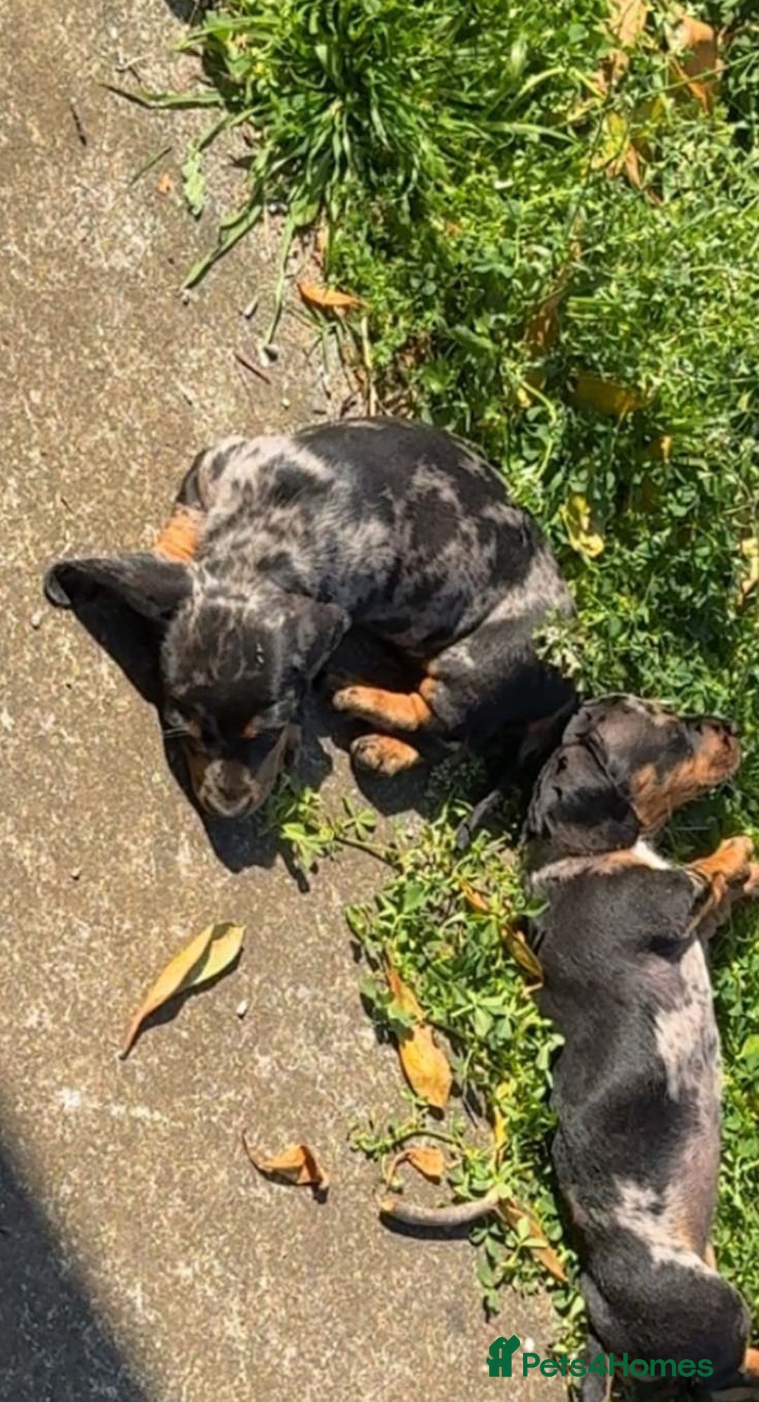 Miniature Dachshund dogs for sale: little purebred mini dachshunds pups - Image 6