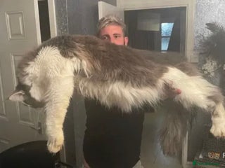 Maine Coon cats in Winsford - Advert 1