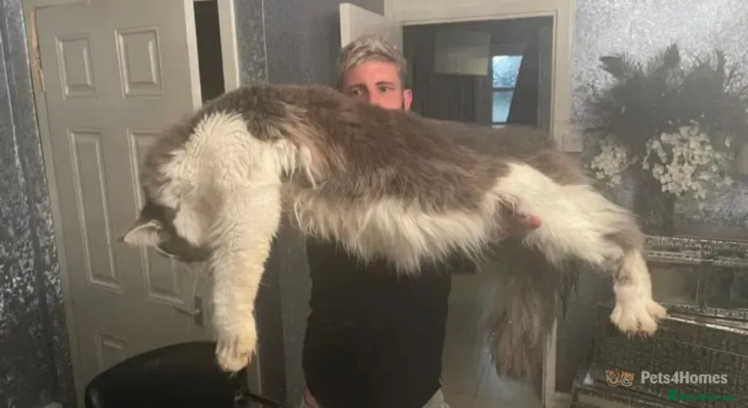 Maine Coon cats for stud: AVAILABLE XL BIG BOY FOR STUD DUAL REGISTRATION  in Winsford - Advert 1