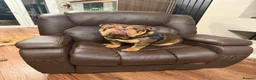 English Bulldog dogs for sale: Handsome British Bulldog Male - Advert 4