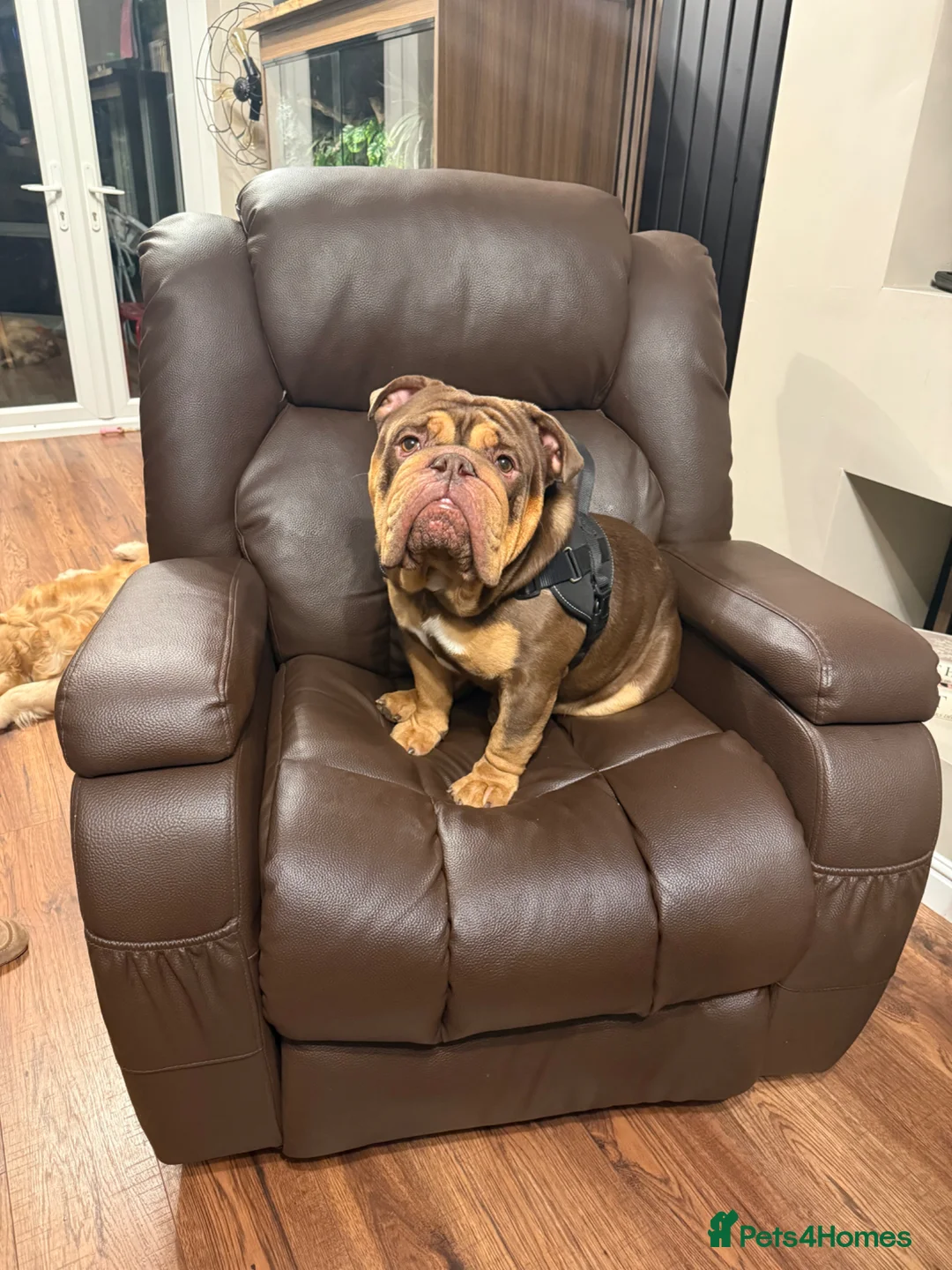 English Bulldog dogs for sale: Handsome British Bulldog Male - Advert 4