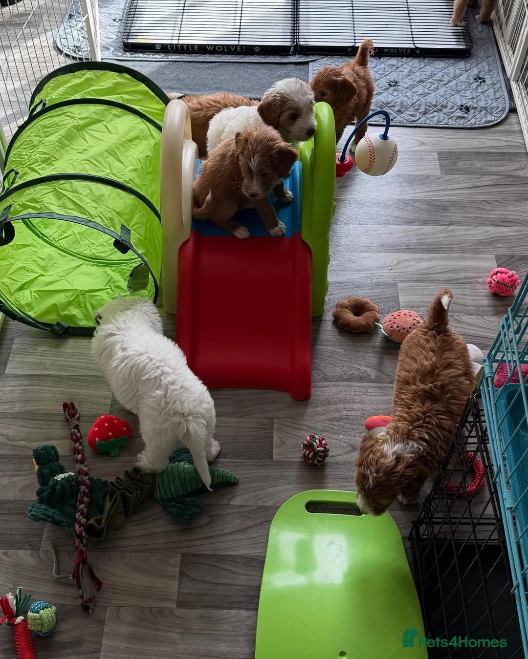 Goldendoodle dogs for sale: Adorable Goldendoodle Puppies for sale  in Woking - Advert 15