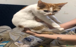 Mixed Breed cats for sale: Cat mixed breed  - Image 4