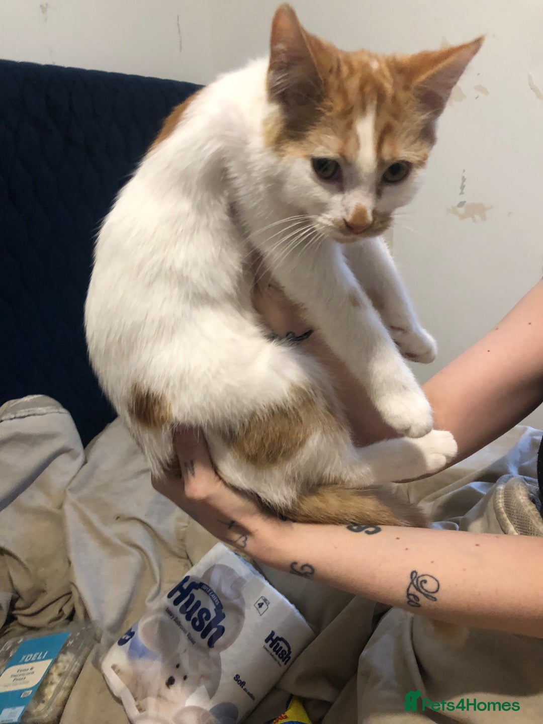 Mixed Breed cats for sale: Cat mixed breed  - Image 4