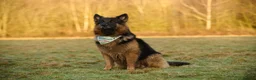 German Shepherd dogs for stud: Long haired german shepherd for stud - Advert 8