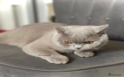 British Shorthair cats for sale: 💕Charming BSH kittens💕 - Image 6