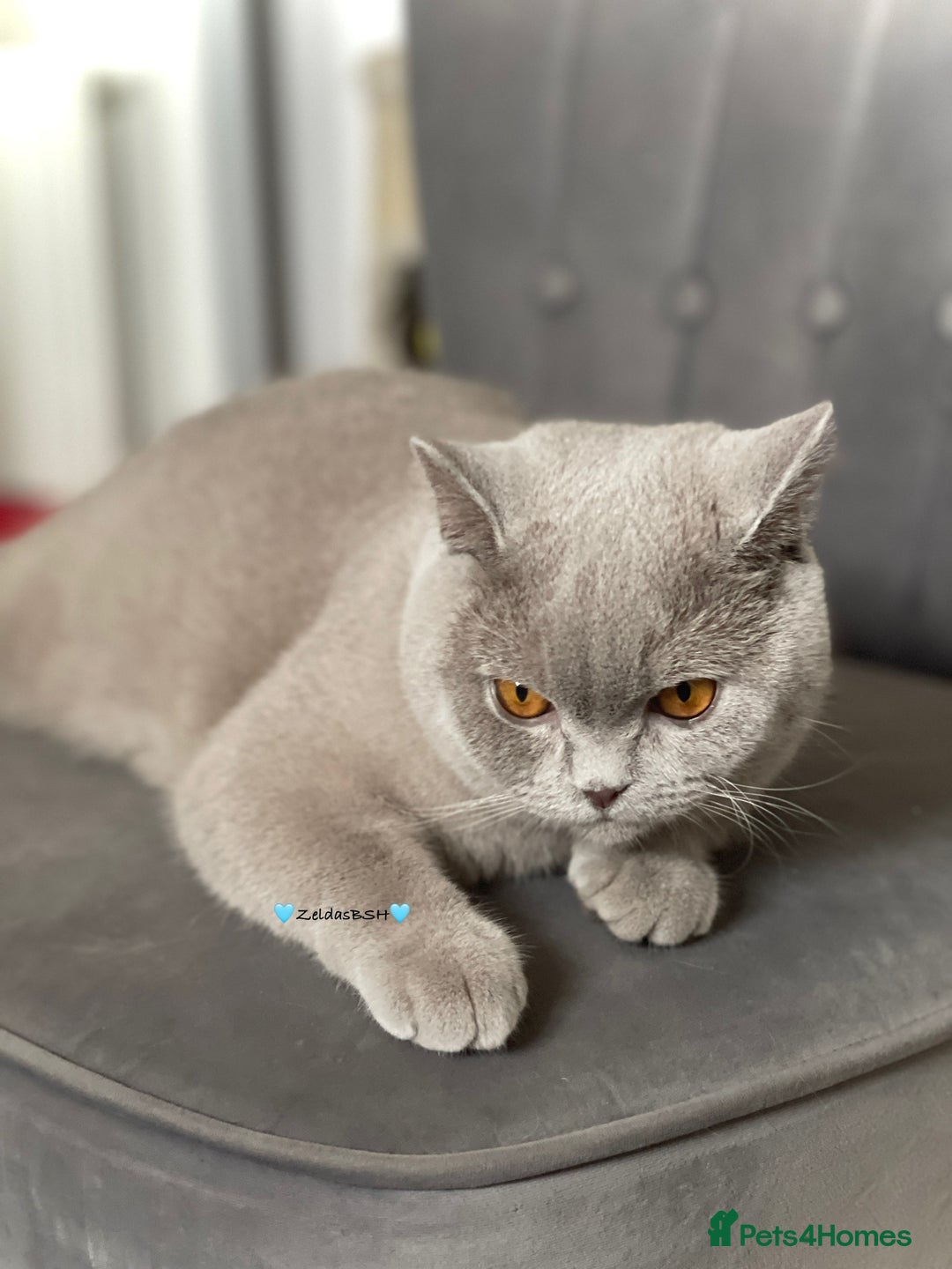 British Shorthair cats for sale: 💕Charming BSH kittens💕 - Image 6
