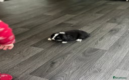 Mini Lop rabbits for sale: Two Mini Lop Bucks 🩵 - Advert 10