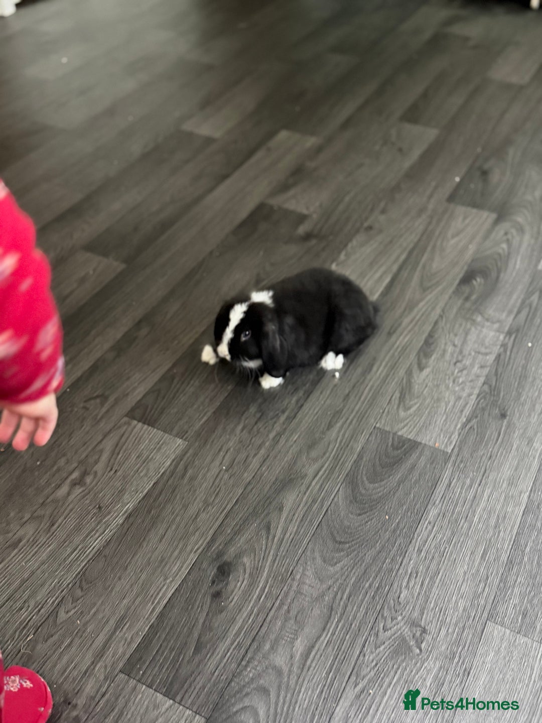 Mini Lop rabbits for sale: Two Mini Lop Bucks 🩵 - Advert 10