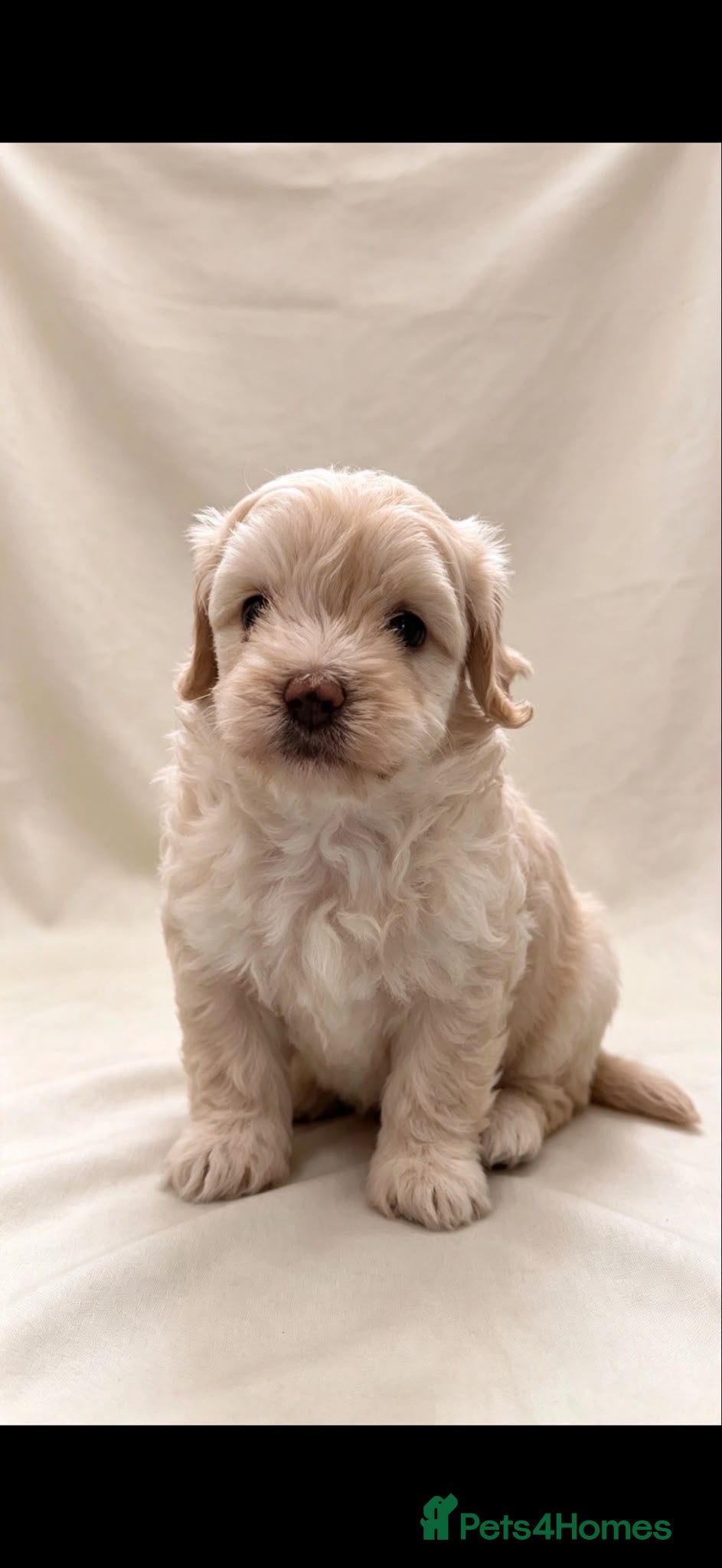 Maltipoo dogs 🤩4 stunning f1 male Maltipoo 🤩 - Advert 6