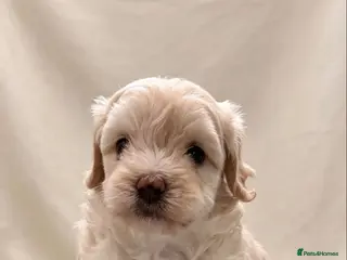 Maltipoo dogs 🤩4 stunning f1 male Maltipoo 🤩 - Advert 6