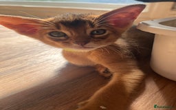 Abyssinian cats for sale: Beautiful Abyssinians kittens - Image 8