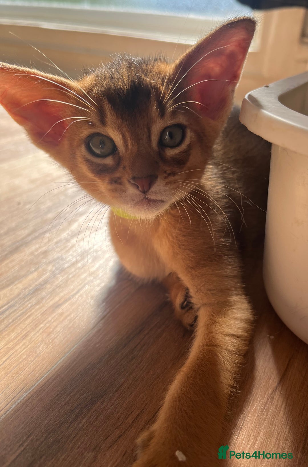 Abyssinian cats for sale: Beautiful Abyssinians kittens - Image 8