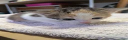 Mixed Breed cats for sale: 4 beautiful kittens for sale  - Advert 4