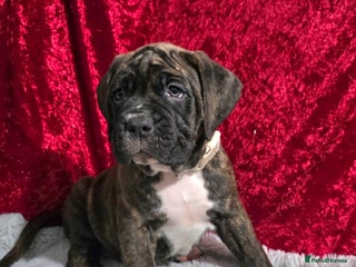 Boxer dogs READY NOW Beautiful boxer cross mastiff puppies - Advert 3