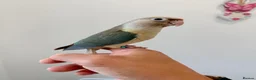 Conures birds for sale: HAND REARED TAME BABY CONURES  - Advert 7