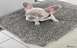 French Bulldog dogs for sale: Ralphie 12 week old French Bulldog - Image 10