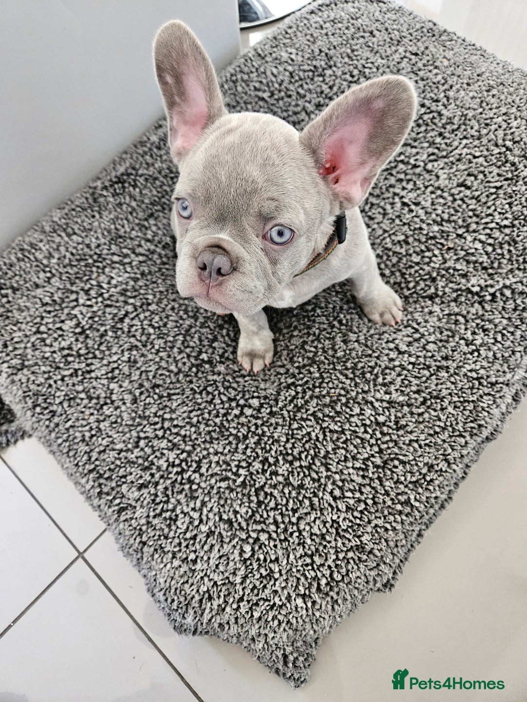 French Bulldog dogs for sale: Ralphie 12 week old French Bulldog - Image 10