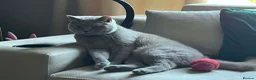 British Shorthair cats for sale: Teddy - British Shorthair Neutered Male-NO Offers - Advert 8