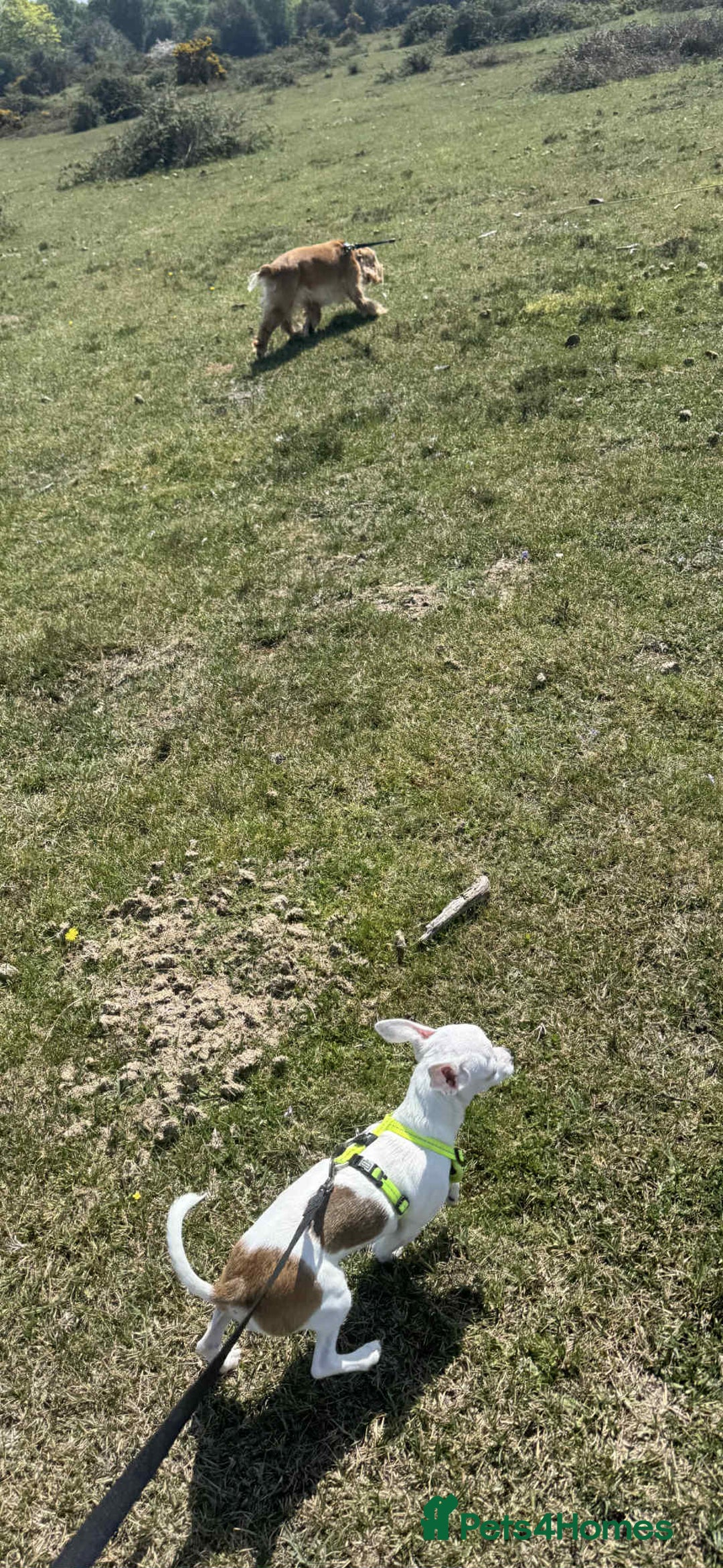 Chihuahua dogs for sale: White chihuahua - Image 5