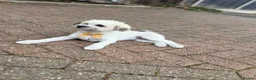 Bichon Frise dogs for sale: Male Bichone - Advert 4