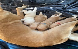Labrador Retriever dogs for sale: Pedigree labradors  - Image 4