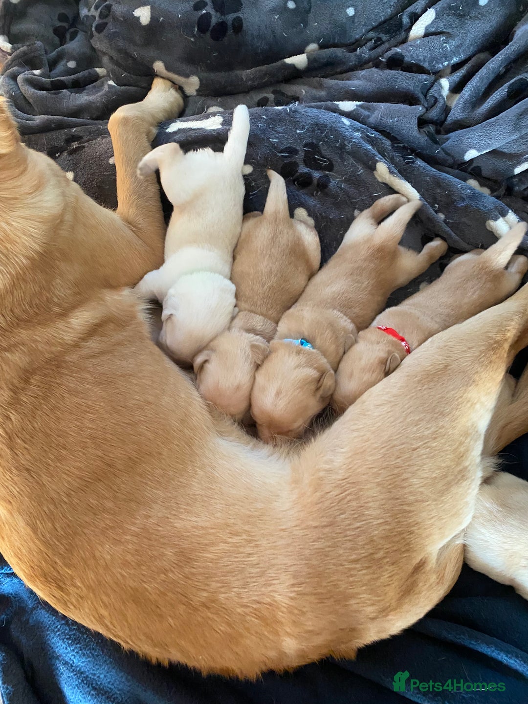 Labrador Retriever dogs for sale: Pedigree labradors  - Image 4