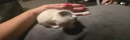 Mixed Breed cats for sale: Kittens for sale - Advert 4