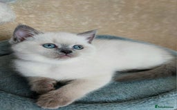 Scottish Fold cats for sale: 😻SF pedigree TICA 😸 READY TO LEAVE😸 - Image 7