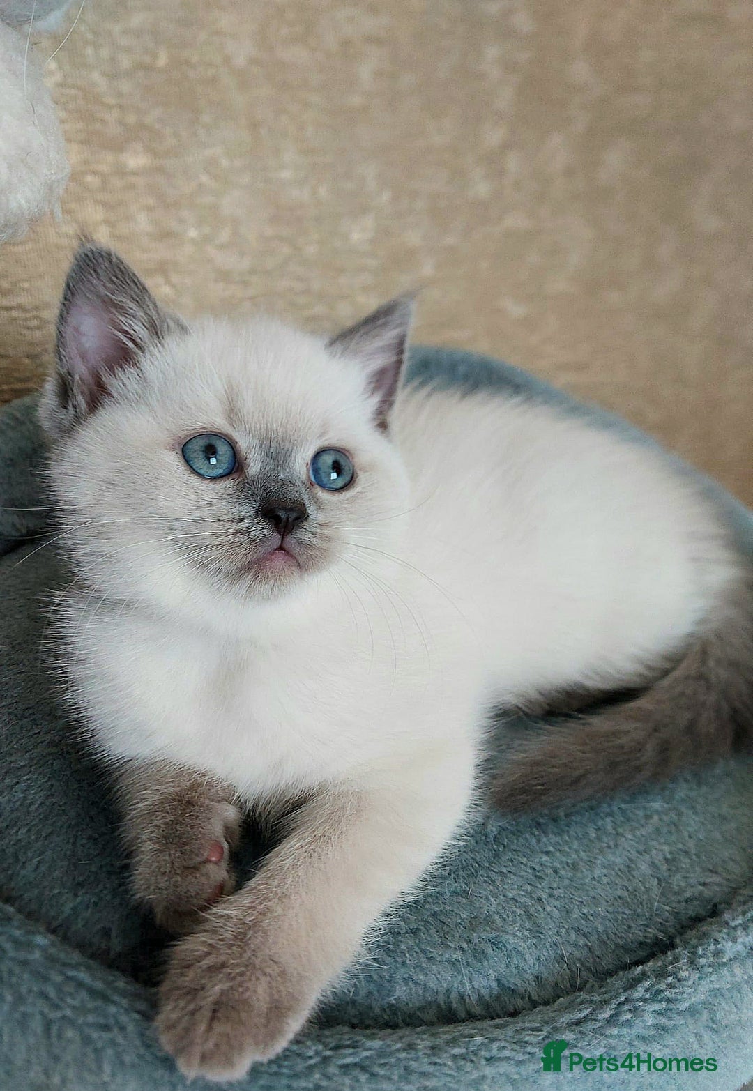 Scottish Fold cats for sale: 😻SF pedigree TICA 😸 READY TO LEAVE😸 - Image 7