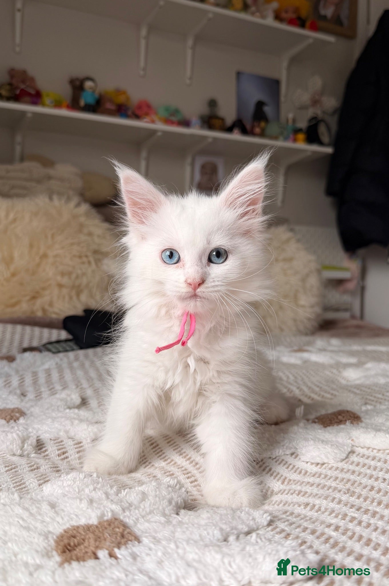Maine Coon cats MAINE COON KITTENS. Some polydactyl.  - Advert 2