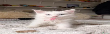 Maine Coon 4