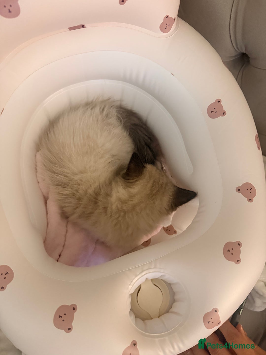 Ragdoll cats for sale: Seal point ragdoll - Advert 5