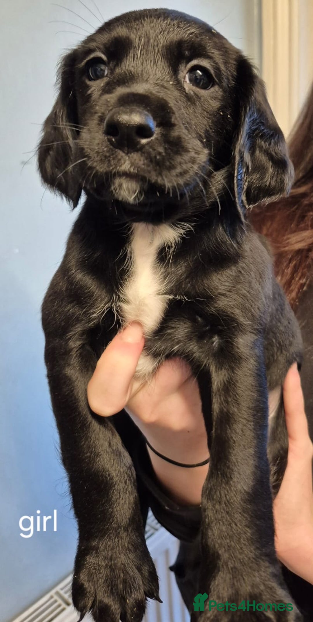 Springador dogs for sale: Springador pups - Advert 1