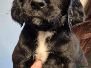 Springador dogs Springador pups - Advert 3