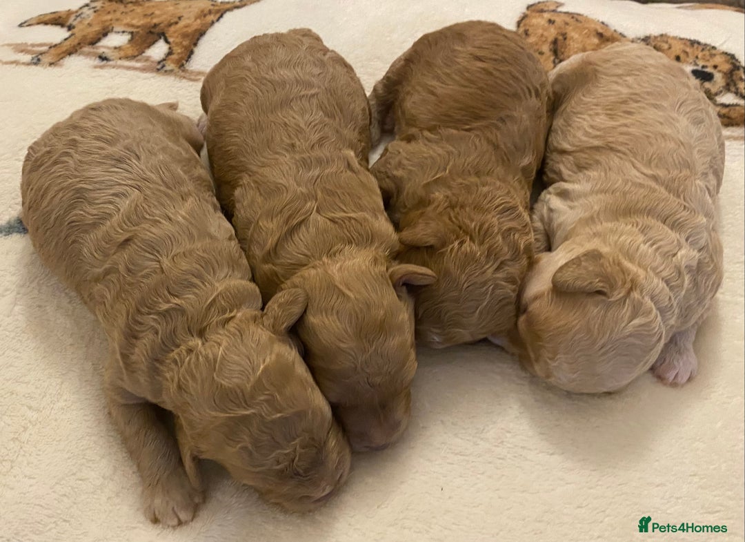 Cavapoo dogs for sale: Gorgeous Teddybear Cavapoo Puppies health checked  - Advert 37